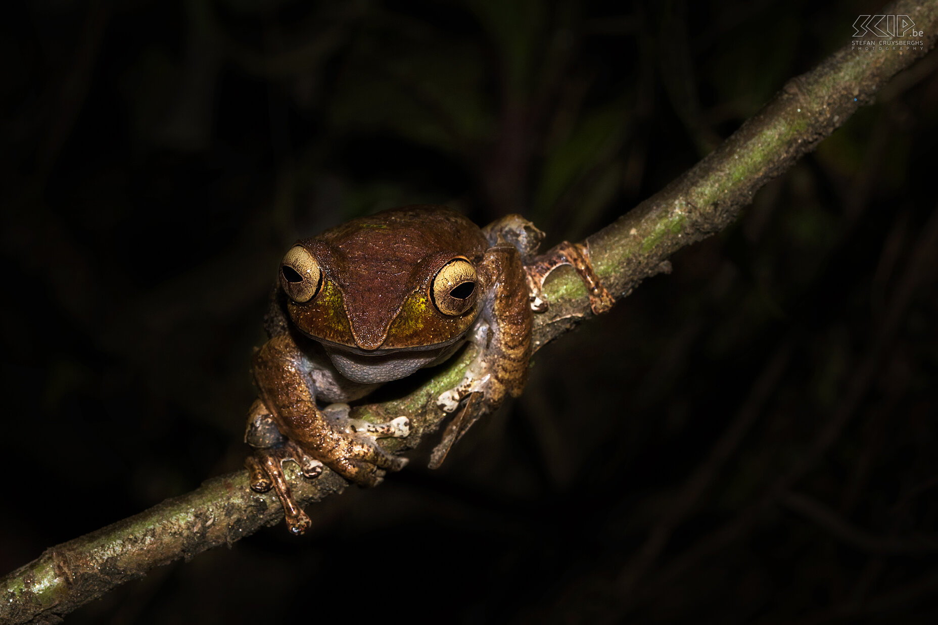 Ranomafana - Boophis madagascariensis kikker We zagen deze Boophis Madagascariensis kikker tijdens onze nachtwandeling aan de rand van het Ranomafana nationaal park. Stefan Cruysberghs